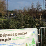 Que faire de votre sapin après les fêtes ?